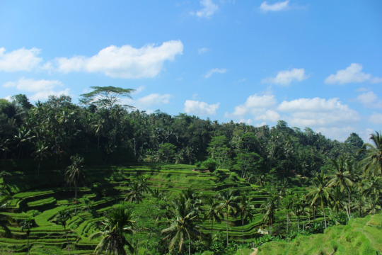 Pemandangan sawah berundak Tegalalang Bali